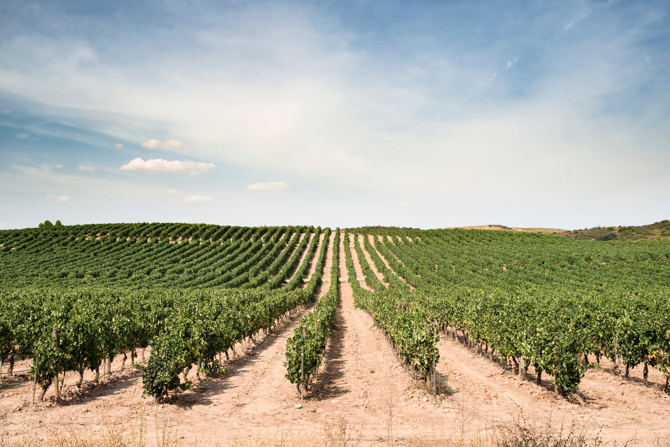 Vine Grapes